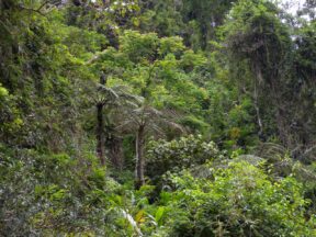 8-Day Marojejy National Park Hiking Excursion from Andapa