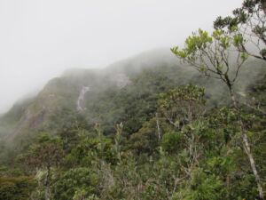 9-Day Marojejy National Park and Daraina Reserve Wildlife Discovery Tour A mountain slope covered in lush green vegetation is partially obscured by thick fog, creating a mysterious and tranquil atmosphere.
