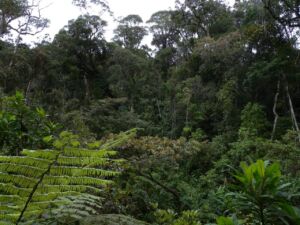 8-Day Madagascar Vanilla Route Highlights Tour A dense, lush rainforest scene with tall trees, ferns, and various green plants filling the frame.