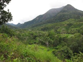 11-Day Madagascar Vanilla Triangle Adventure