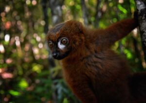 7-Day Marojejy National Park Wildlife Discovery Tour A red lemur with big, expressive eyes clings to a tree in a lush, blurred forest setting, showcasing its striking fur and engaging gaze.