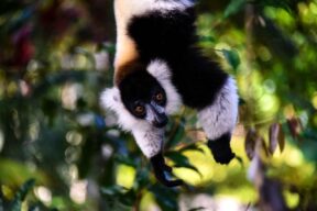 8-Day Madagascar Spice Road and Marojejy National Park Adventure