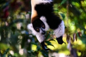 8-Day Madagascar Spice Road and Marojejy National Park Adventure A black and white ruffed lemur hangs upside down from a tree branch, staring intently at the camera with its amber eyes.
