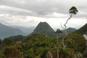 7-Day Vanilla Route from Andapa to Sambava Highlights Tour A scenic view of a mountain range with a prominent peak, lush forest, and a distinctive, bare-branched tree in the foreground under an overcast sky.