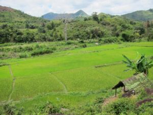 5-Day Madagascar Spice Road Cultural and Natural Heritage Tour Lush green rice paddies stretch across the landscape, framed by verdant hills and a simple hut, creating a serene rural scene.